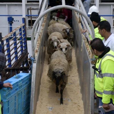 moutons-importes1.jpg