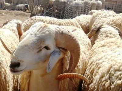 أضاحي العيد 